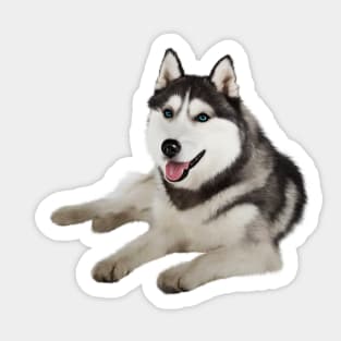 Husky with Blue Eyes, love Huskies, Dog Lover Sticker